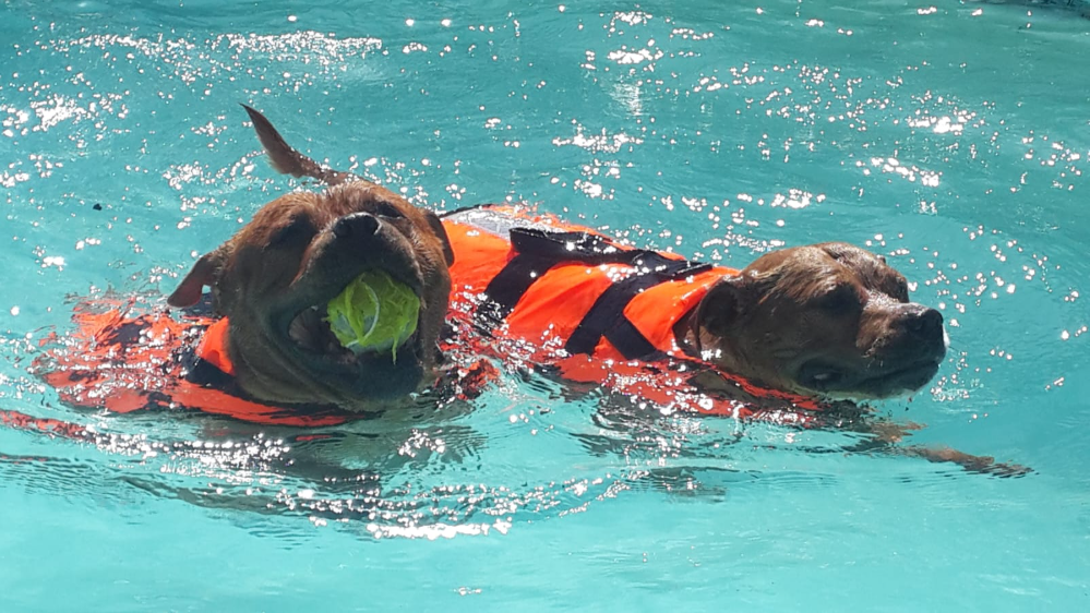 Oscar and Saffron, the two Staffies who inspired Dog Life Jackets, swimming together in orange Baltic dog life jackets