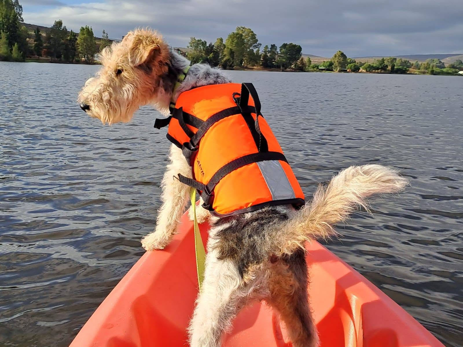Dog diving into a swimming pool wearing an orange Baltic dog life jacket