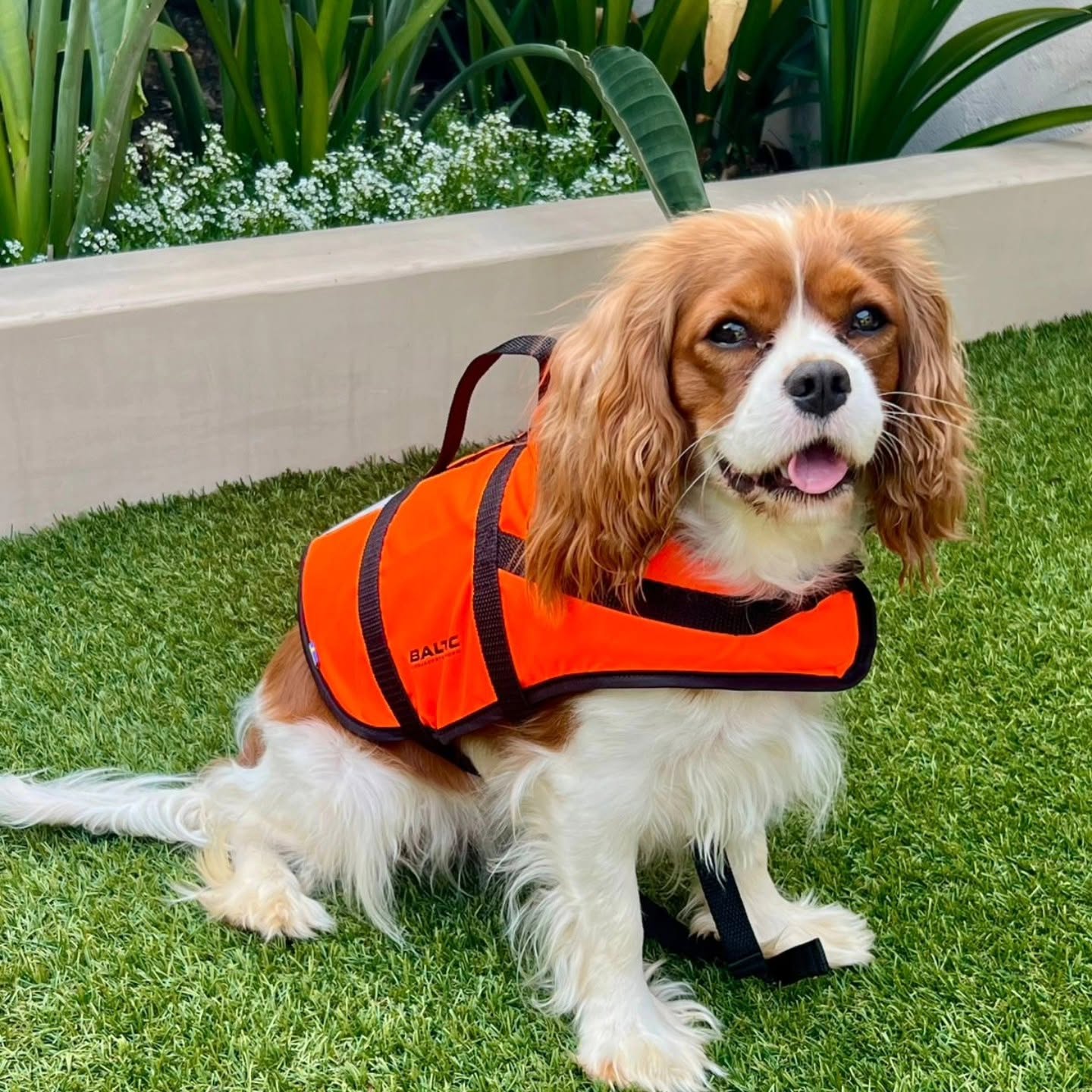 Happy Staffie wading in shallow water wearing an orange Baltic dog life jacket